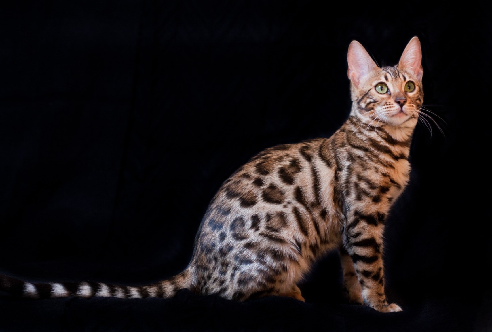 ORIGEN Y CARACTERÍSTICAS GATO BENGALÍ