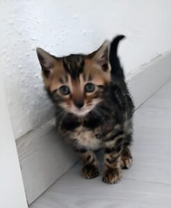 gato bengalí navarra